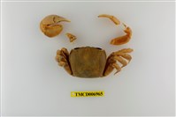 藏品(平掌沙蟹)的圖片